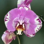 Ορχιδέα Phalaenopsis Fontano Swarovski (Ox King x Fullers Purple Queen)
