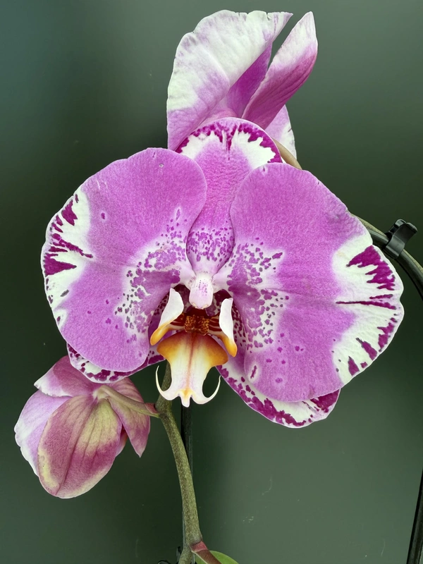 IMG_7535 Ορχιδέα Phalaenopsis Fontano Swarovski (Ox King x Fullers Purple Queen) - Image 1