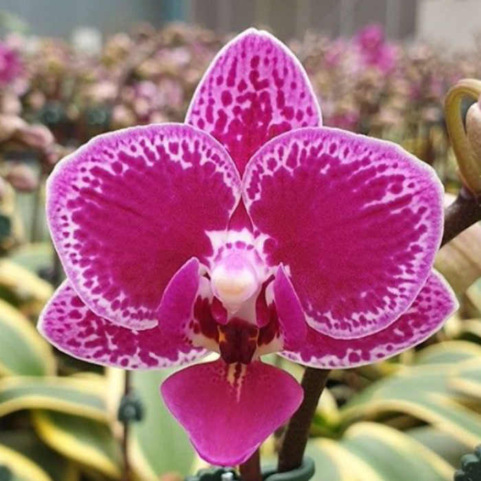 Phal. Chia E Yenlin variegata 5cm • Ελληνικές Ορχιδέες • Μοναδικές ορχιδέες με στυλ και αρώματα!