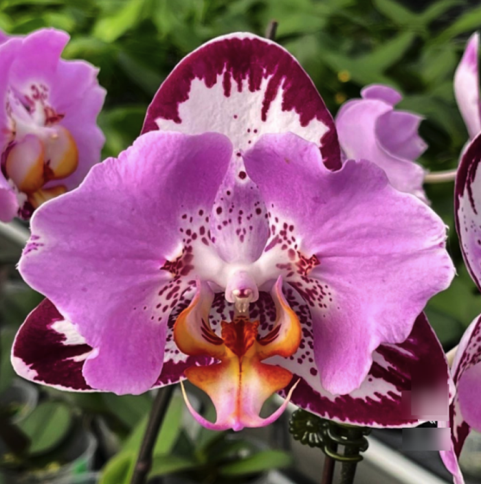Phal. Fangmei Black Piano 55cm • Ελληνικές Ορχιδέες • Μοναδικές ορχιδέες με στυλ και αρώματα!