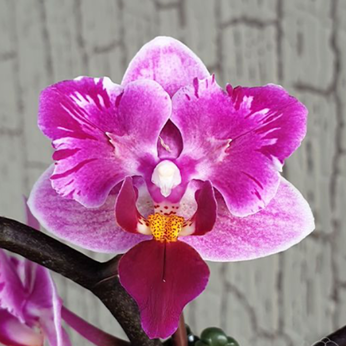 Phal. Miki Pink Fox variegata peloric 5cm • Ελληνικές Ορχιδέες • Μοναδικές ορχιδέες με στυλ και αρώματα!