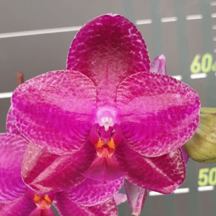 Phal. Sentra × Black Eagle 65cm Aroma • Ελληνικές Ορχιδέες • Μοναδικές ορχιδέες με στυλ και αρώματα!