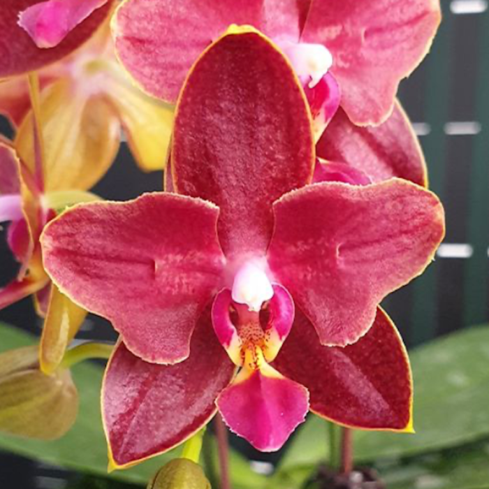 Phal. Sogo Red Star peloric 2 eyes 45cm Aroma • Ελληνικές Ορχιδέες • Μοναδικές ορχιδέες με στυλ και αρώματα!