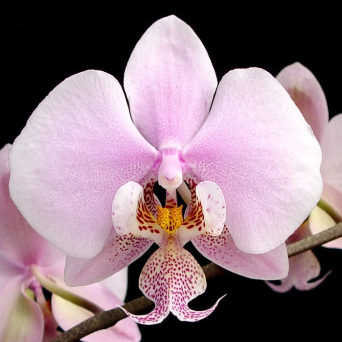 Phal. schilleriana MSH • Ελληνικές Ορχιδέες • Μοναδικές ορχιδέες με στυλ και αρώματα!