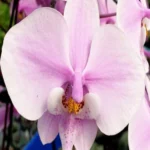 Ορχιδέα Phalaenopsis - Schilleriana × Sib