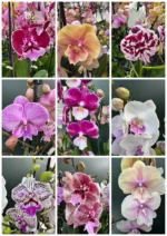 ΟΡΧΙΔΕΕΣ ΠΡΟΣΦΟΡΑ 2 Phalaenopsis BIG Lip!!!!