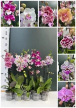 ΟΡΧΙΔΕΕΣ ΠΡΟΣΦΟΡΑ 2 Phalaenopsis BIG Lip!!!! - Image 2