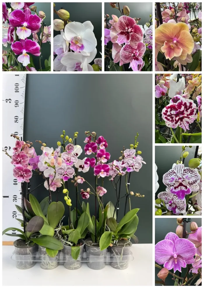 ΟΡΧΙΔΕΕΣ ΠΡΟΣΦΟΡΑ 2 Phalaenopsis BIG Lip!!!! - Image 2