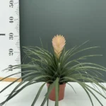 Tillandsia Anita