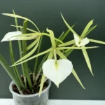 Ορχιδέα Brassavola Nodosa