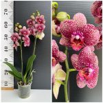 Ορχιδέα Phalaenopsis Belleza
