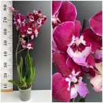 Ορχιδέα Phalaenopsis Glamorous Red