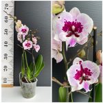 Ορχιδέα Phalaenopsis Lioulin Hot Lip