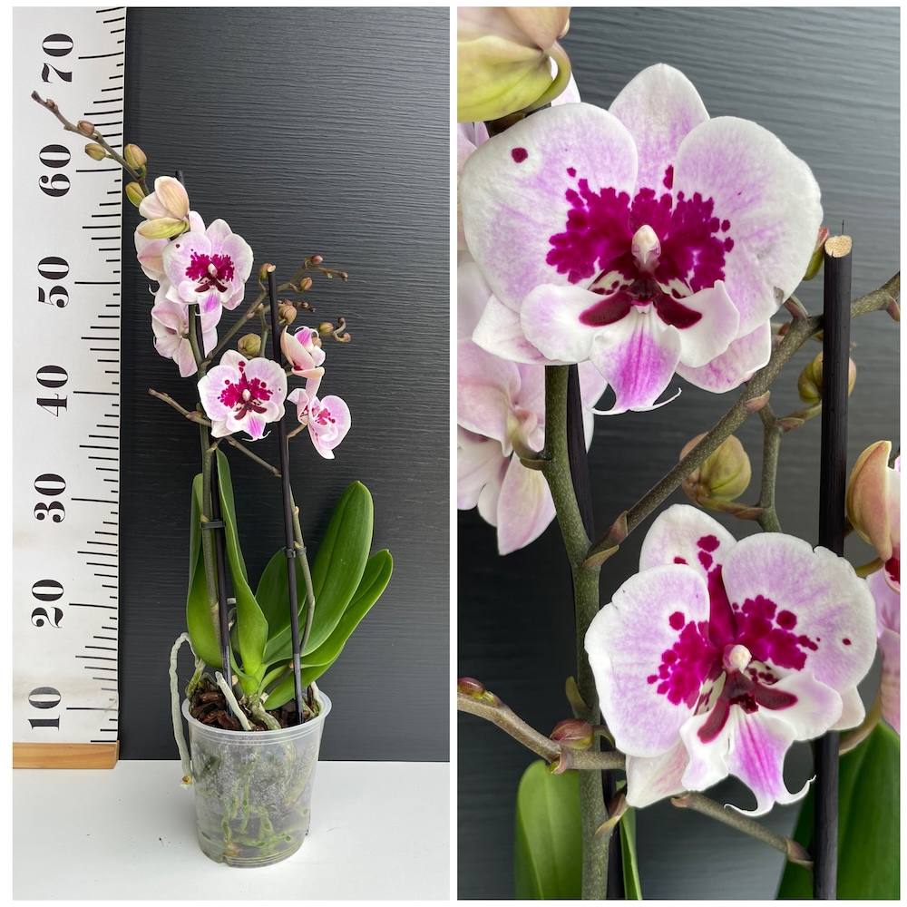 IMG_4107 Ορχιδέα Phalaenopsis Lioulin Hot Lip - Image 1