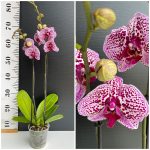 Ορχιδέα Phalaenopsis Alegria
