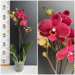 Ορχιδέα Phalaenopsis Ola