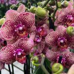 Ορχιδέα Phalaenopsis Belleza - Image 2