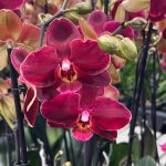 Ορχιδέα Phalaenopsis Ola - Image 2
