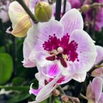Ορχιδέα Phalaenopsis Lioulin Hot Lip - Image 2