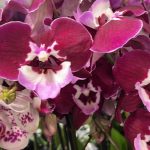 Ορχιδέα Phalaenopsis Glamorous Red - Image 2