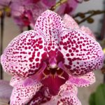 Ορχιδέα Phalaenopsis Alegria - Image 2