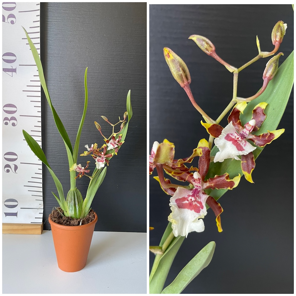 IMG_4251 Ορχιδέα Mini Oncidium Jungle Monarch σε πήλινο - Image 1