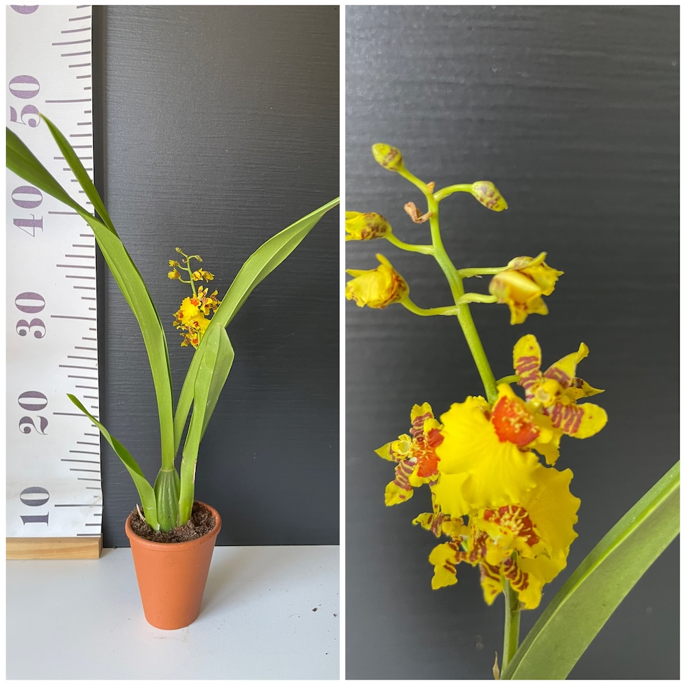 IMG_4255 Ορχιδέα Mini Oncidium Yellow Bee σε πήλινο - Image 1
