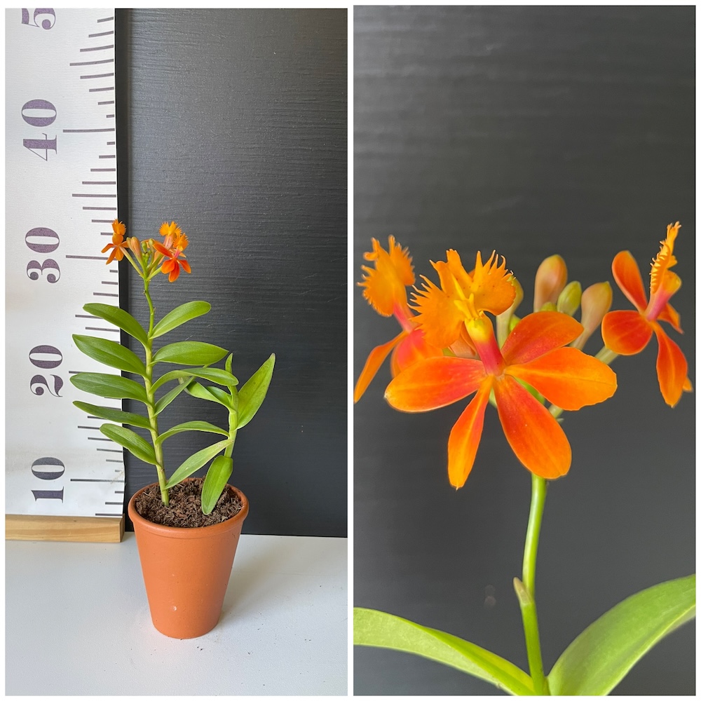 IMG_4257 Ορχιδέα Mini Epidendrum Orange σε πήλινο - Image 1