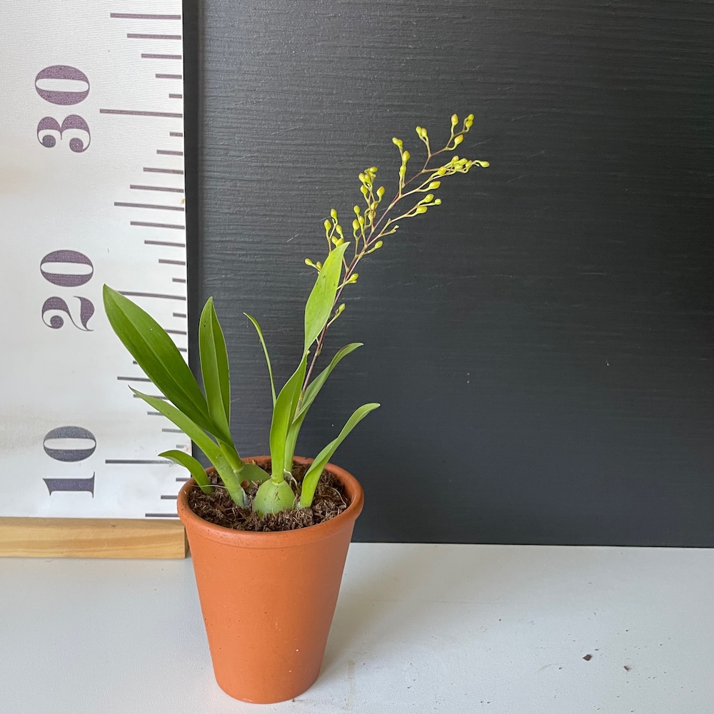 IMG_4258 Ορχιδέα Mini Oncidium Twinkle σε πήλινο - Image 1
