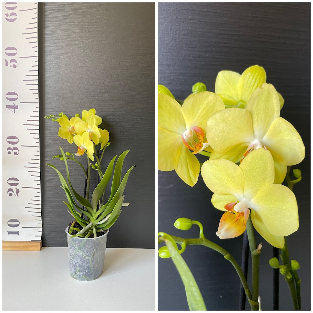 IMG_4261 Ορχιδέα Phalaenopsis Albenga 9cm - Image 1