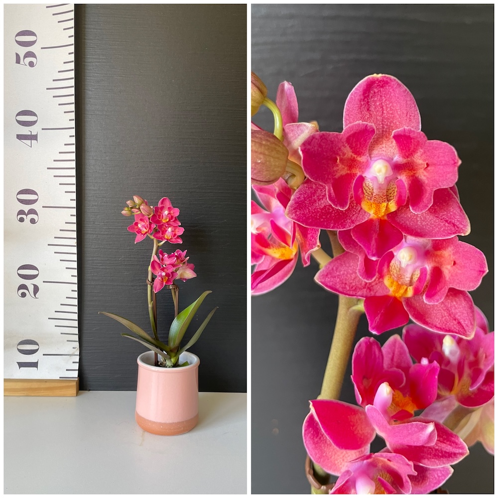 IMG_4265 Ορχιδέα Phalaenopsis Mini Red Peloric in Ceramic - Image 1