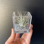 Airplants Tillandsia In Cube Glass ( Αερόφυτο )