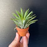 Airplants Tillandsia In Teracota pot ( Αερόφυτο )