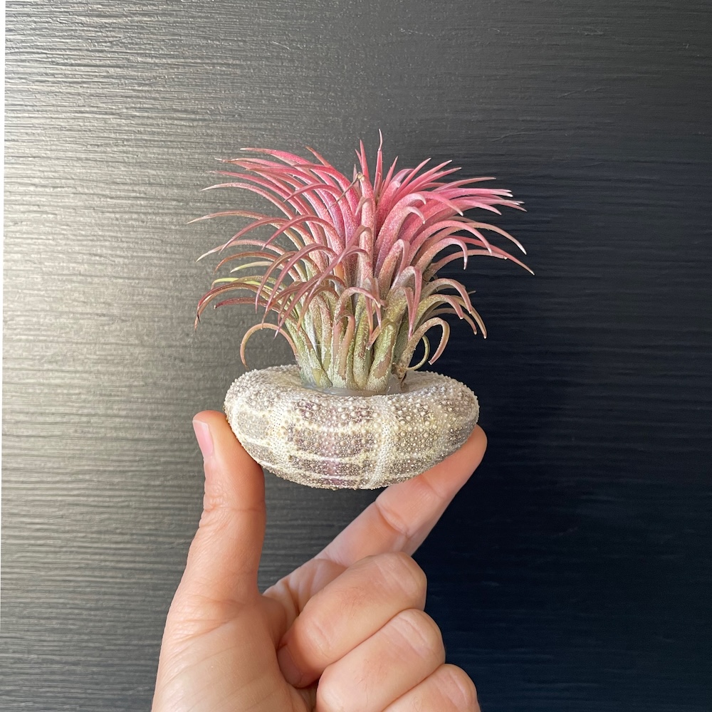 IMG_4283 Airplants Tillandsia False ( Αερόφυτο ) - Image 1