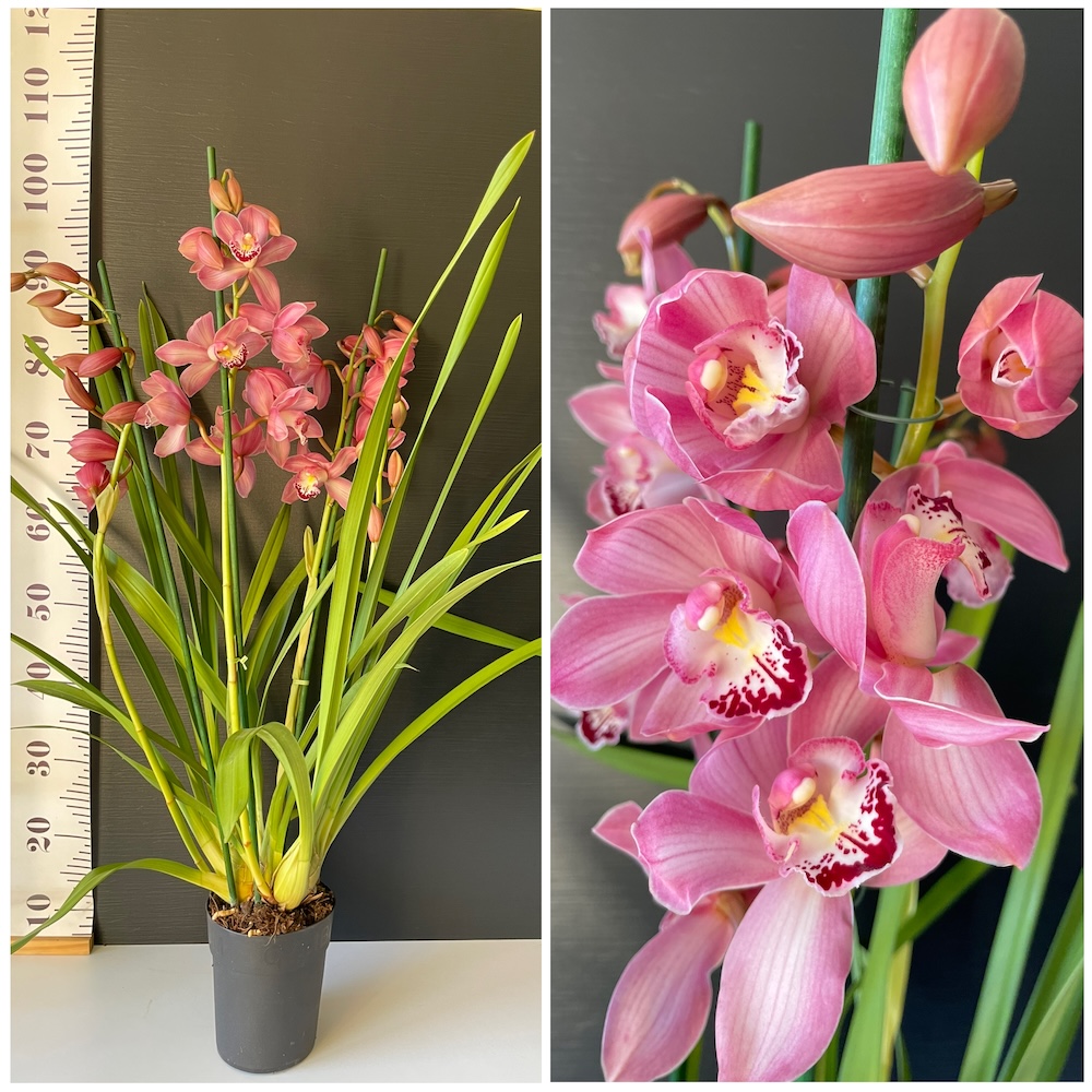 IMG_4285 Ορχιδέα Cymbidium Pink Strong AROMA XXL - Image 1