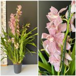 Ορχιδέα Cymbidium Enzan Knuckle Paulista Pink Aroma