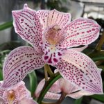 Ορχιδέα Cymbidium Enzan Knuckle Paulista Pink Aroma - Image 2