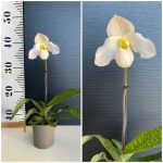 Ορχιδέα Paphiopedilum Deperle