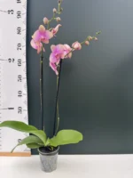 Ορχιδέα Phalaenopsis Exotic Pink XXL - Image 2