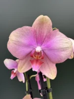 Ορχιδέα Phalaenopsis Exotic Pink XXL