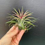 Airplants Tillandsia Ionantha Red XXXL ( Αερόφυτο )