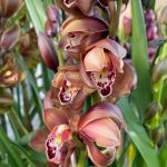 Ορχιδέα Cymbidium little Chocolate