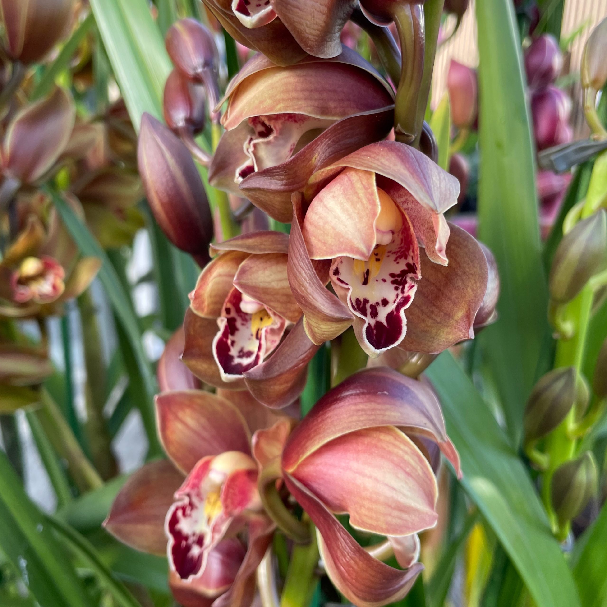 IMG_8106 Ορχιδέα Cymbidium little Chocolate - Image 1