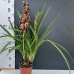 Ορχιδέα Cymbidium little Chocolate - Image 2