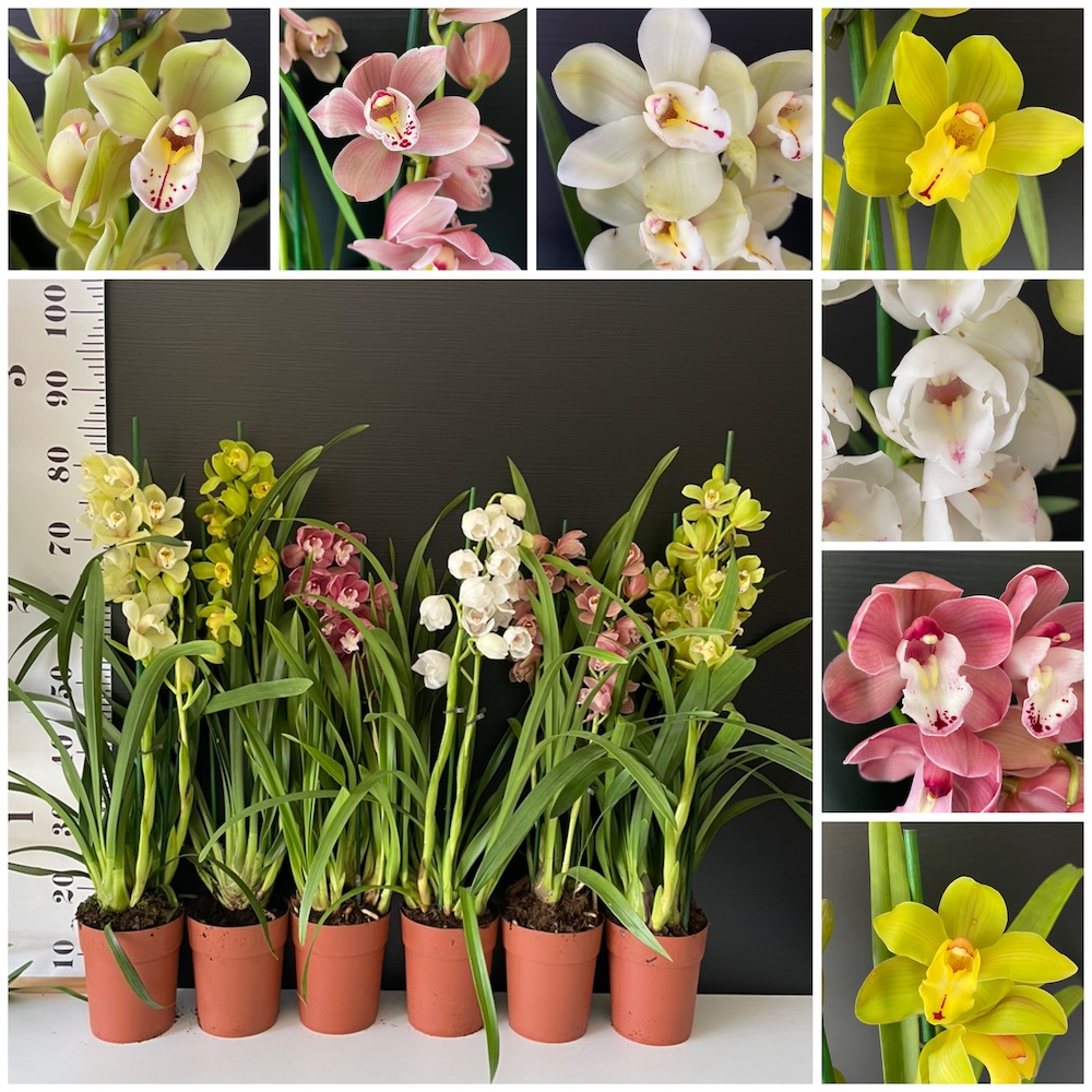 IMG_4421 ΠΡΟΣΦΟΡΑ 2 ΟΡΧΙΔΕΕΣ Cymbidium Mix - Image 1