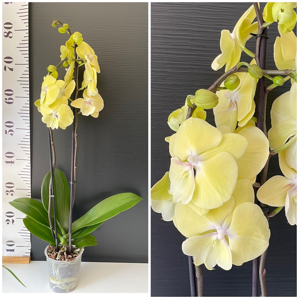 IMG_4425 Ορχιδέα Phalaenopsis Yellow Butterfly - Image 1