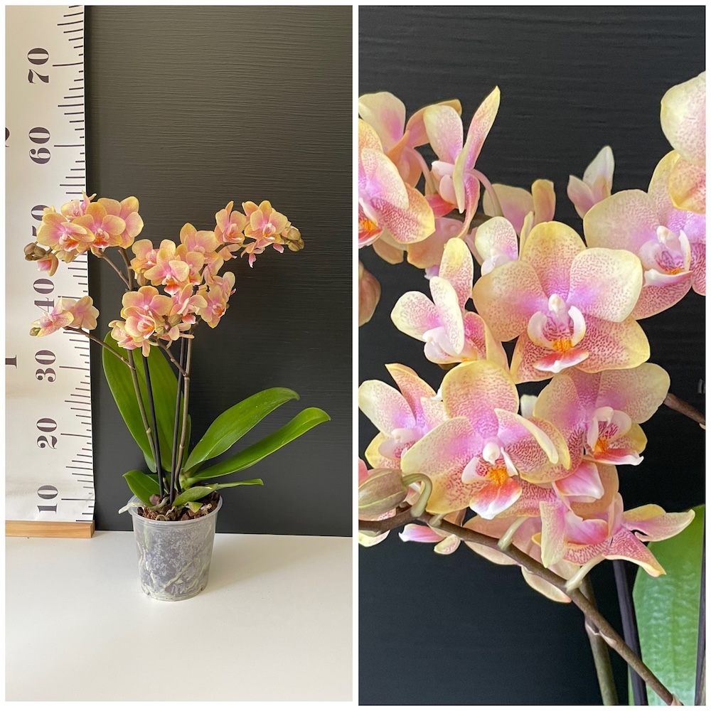 IMG_4472 Ορχιδέα Phalaenopsis Seductive - Image 1