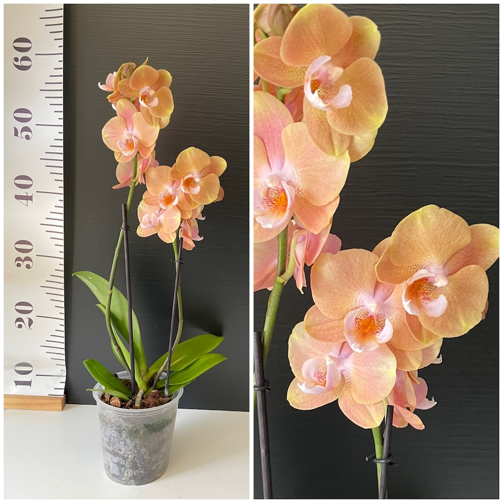 IMG_4498 Ορχιδέα Phalaenopsis Exotic Salmon - Image 1