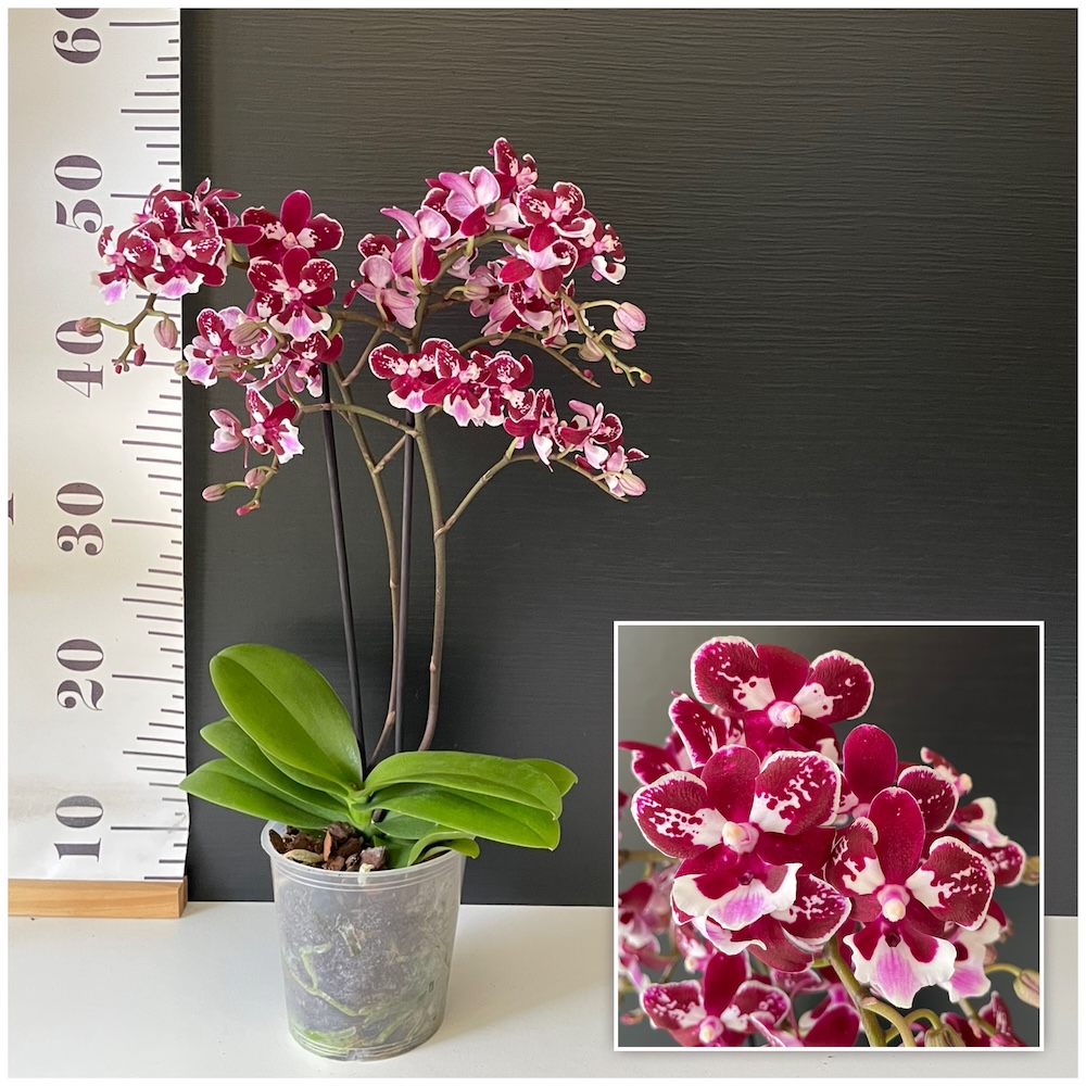 IMG_4501 Ορχιδέα Phalaenopsis Unique - Image 1