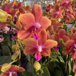Ορχιδέα Phalaenopsis - Bolgheri